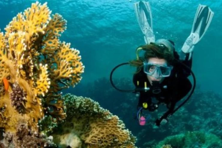 El Gouna: Daily Diving Trip for Certified Divers Only