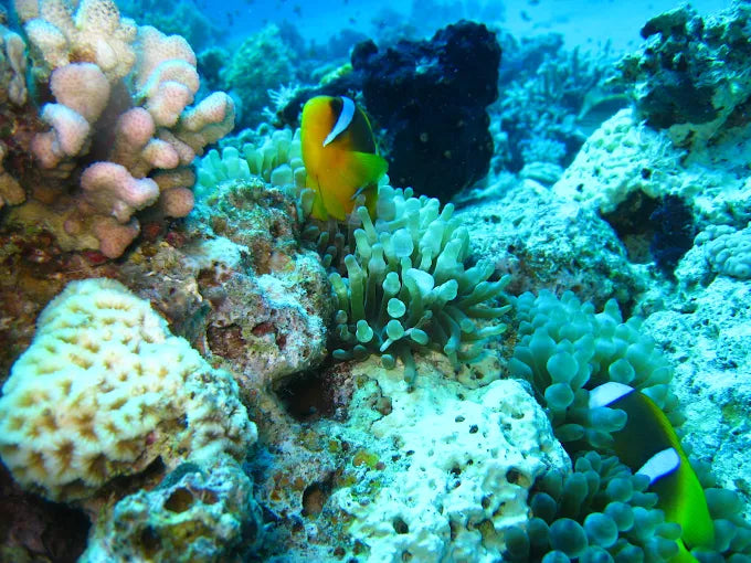 El Gouna: Discover Scuba Diving Boat Trip