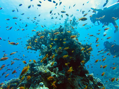 El Gouna: Discover Scuba Diving Boat Trip