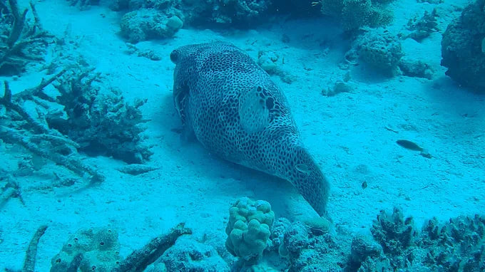 艾尔古纳：半日浮潜之旅