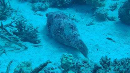 艾尔古纳：半日浮潜之旅