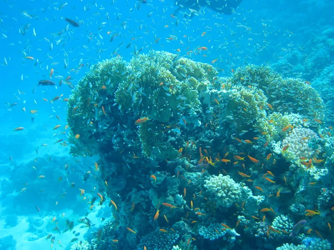 艾尔古纳：半日浮潜之旅