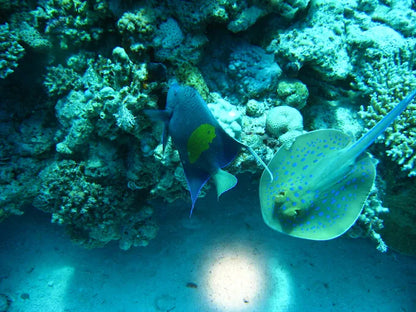 艾尔古纳：半日浮潜之旅