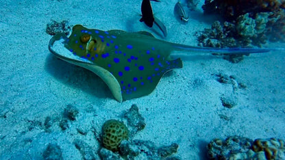 El Gouna : Excursion d'une journée de snorkeling