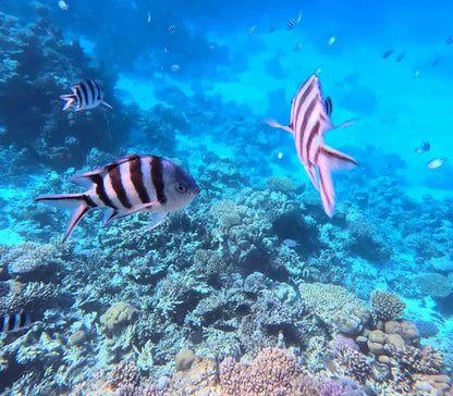 El Gouna : Excursion d'une journée de snorkeling