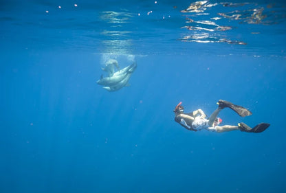El Gouna : Excursion d'une journée de snorkeling