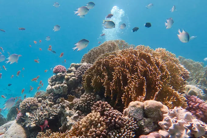 El Gouna : Excursion d'une journée de snorkeling