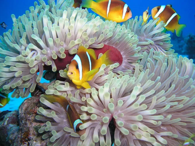 El Gouna : Excursion d'une journée de snorkeling