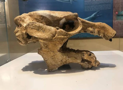 From Cairo: El Fayoum 4x4 Desert Safari and Highlights Guided Tour