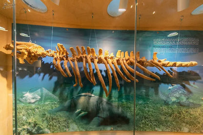 From Cairo: El Fayoum 4x4 Desert Safari and Highlights Guided Tour