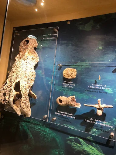 From Cairo: El Fayoum 4x4 Desert Safari and Highlights Guided Tour