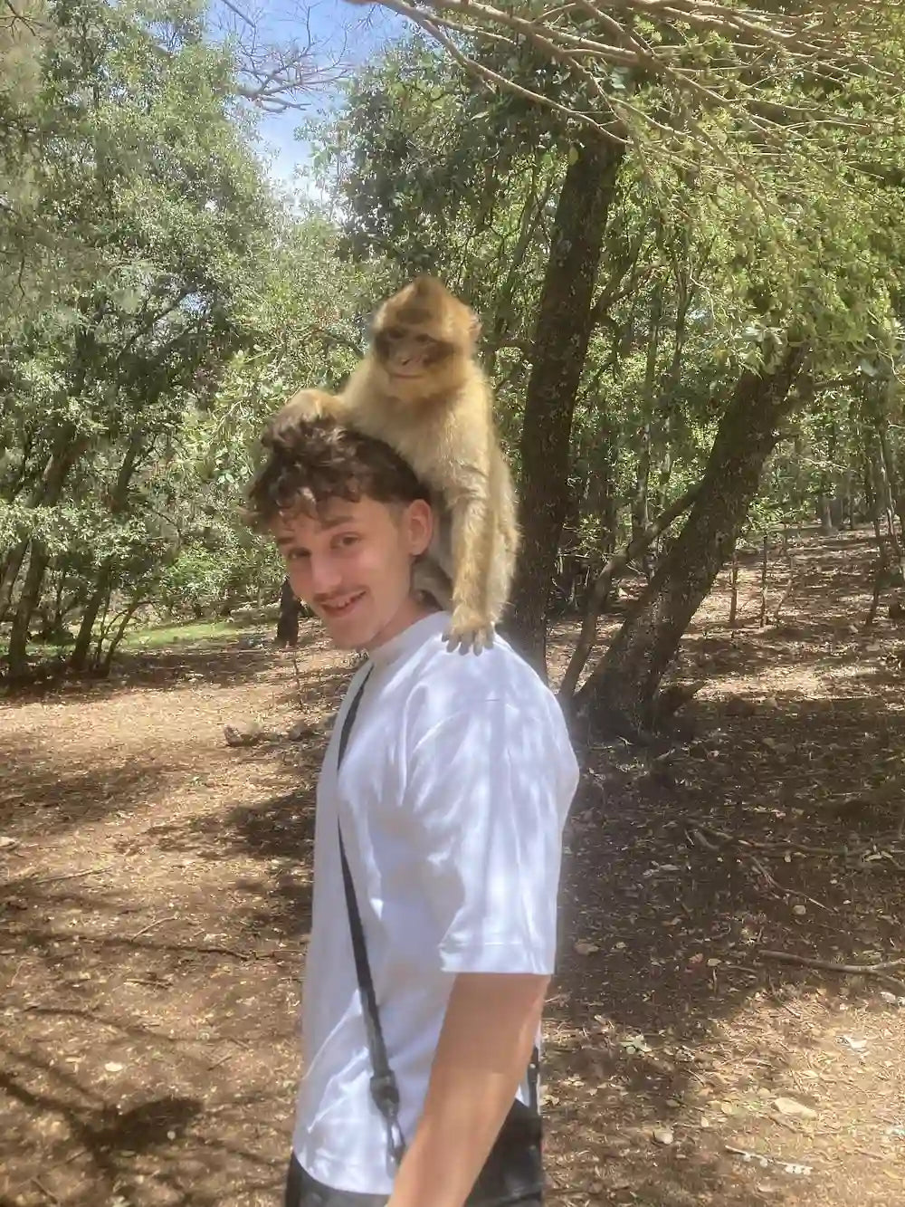 Fez: Middle Atlas, Ifrane and Azrou Day Trip