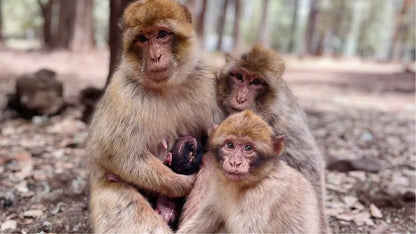 Fez: Middle Atlas, Ifrane and Azrou Day Trip