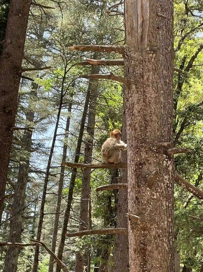 Fez: Middle Atlas, Ifrane and Azrou Day Trip