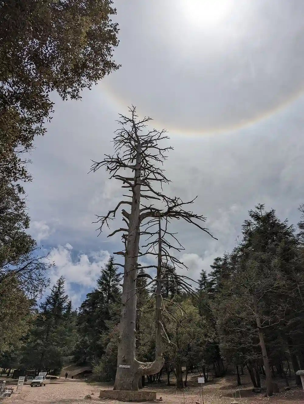 Fez: Middle Atlas, Ifrane and Azrou Day Trip