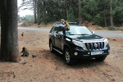 Fez: Middle Atlas, Ifrane and Azrou Day Trip