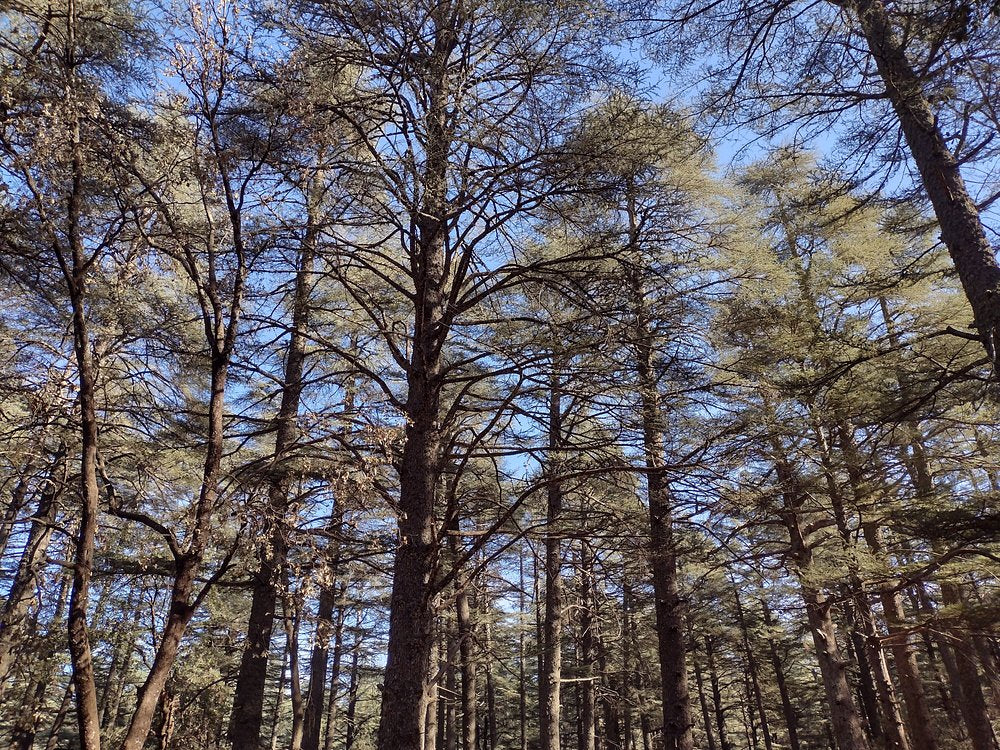 Fez: Middle Atlas, Ifrane and Azrou Day Trip