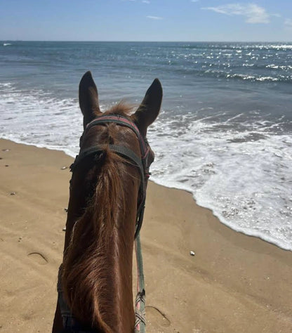 From Agadir or Taghazout: Beach Horseback Ride