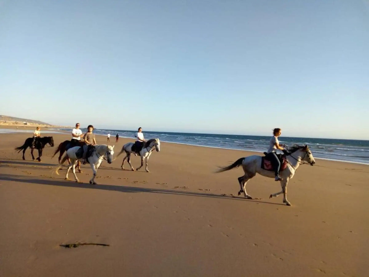 From Agadir or Taghazout: Beach Horseback Ride