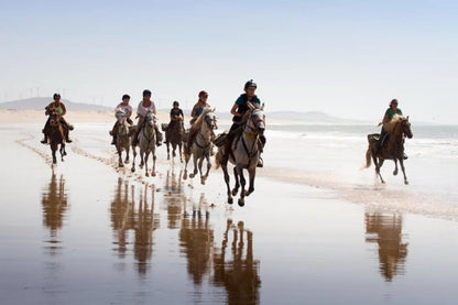 From Agadir or Taghazout: Beach Horseback Ride