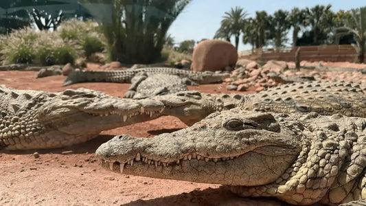 From Agadir oder Taghazout: Halbtagestour zum Souk El Had und Crocoparc