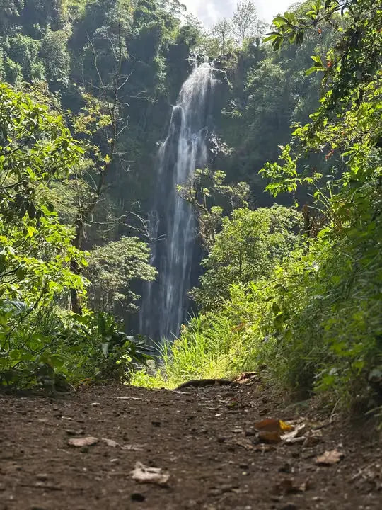 From Arusha: Cachoeira Materuni, tour do café com almoço (passeio de meio dia)