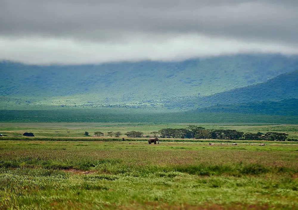 From Arusha: Excursão de safari compartilhada de um dia à Cratera de Ngorongoro com almoço