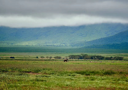 From Arusha: Excursão de safari compartilhada de um dia à Cratera de Ngorongoro com almoço