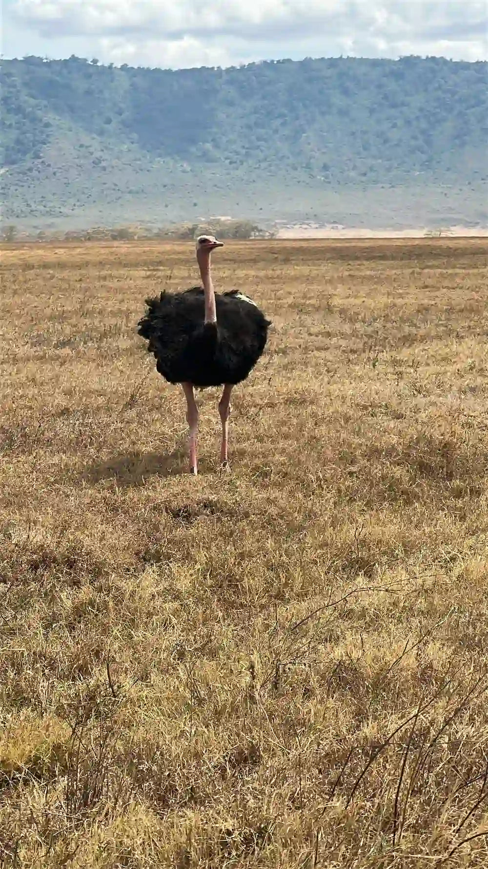 From Arusha: Excursão de safari compartilhada de um dia à Cratera de Ngorongoro com almoço
