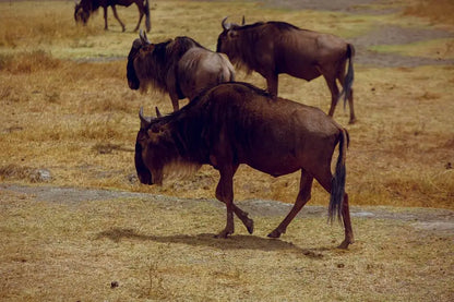 From Arusha: Excursão de safari compartilhada de um dia à Cratera de Ngorongoro com almoço