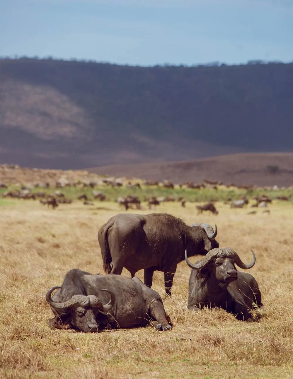 From Arusha: Excursão de safari compartilhada de um dia à Cratera de Ngorongoro com almoço
