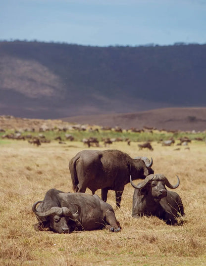 From Arusha: Excursão de safari compartilhada de um dia à Cratera de Ngorongoro com almoço