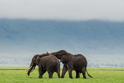 From Arusha: Excursão de safari compartilhada de um dia à Cratera de Ngorongoro com almoço