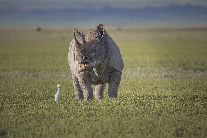 From Arusha: Excursão de safari compartilhada de um dia à Cratera de Ngorongoro com almoço