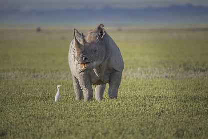 From Arusha: Excursão de safari compartilhada de um dia à Cratera de Ngorongoro com almoço
