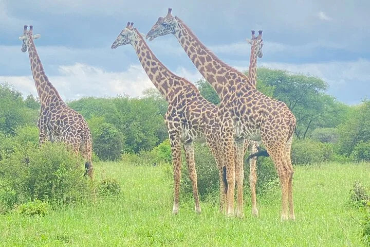 From Arusha: Excursão de safari compartilhada de um dia à Cratera de Ngorongoro com almoço