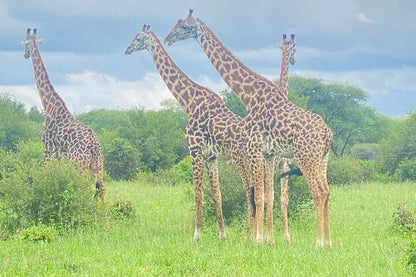 From Arusha: Excursão de safari compartilhada de um dia à Cratera de Ngorongoro com almoço