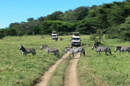 From Arusha: Excursão de safari compartilhada de um dia à Cratera de Ngorongoro com almoço