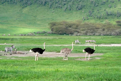 From Arusha: Excursão de safari compartilhada de um dia à Cratera de Ngorongoro com almoço
