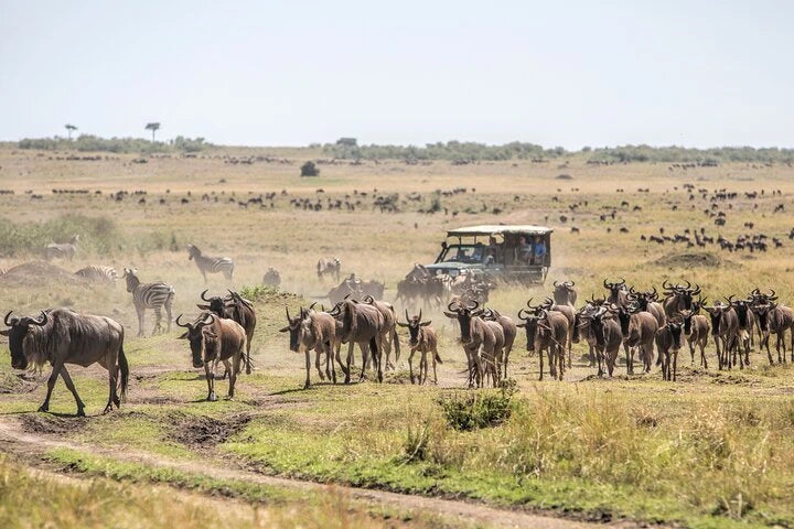 From Arusha: Excursão de safari compartilhada de um dia à Cratera de Ngorongoro com almoço