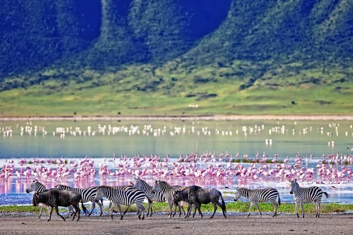 From Arusha: Excursão de safari compartilhada de um dia à Cratera de Ngorongoro com almoço