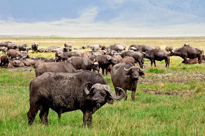 From Arusha: Excursão de safari compartilhada de um dia à Cratera de Ngorongoro com almoço