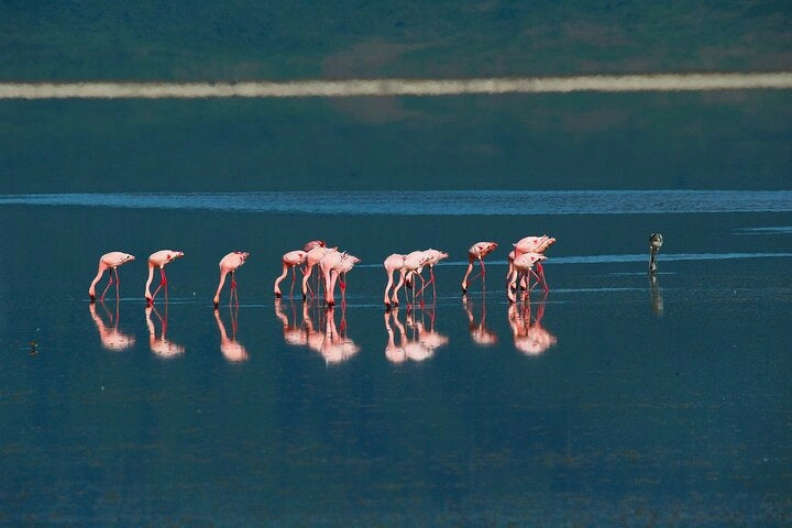 From Arusha: Excursão de safari compartilhada de um dia à Cratera de Ngorongoro com almoço