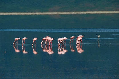 From Arusha: Excursão de safari compartilhada de um dia à Cratera de Ngorongoro com almoço
