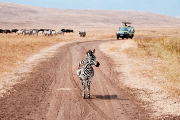 From Arusha: Excursão de safari compartilhada de um dia à Cratera de Ngorongoro com almoço