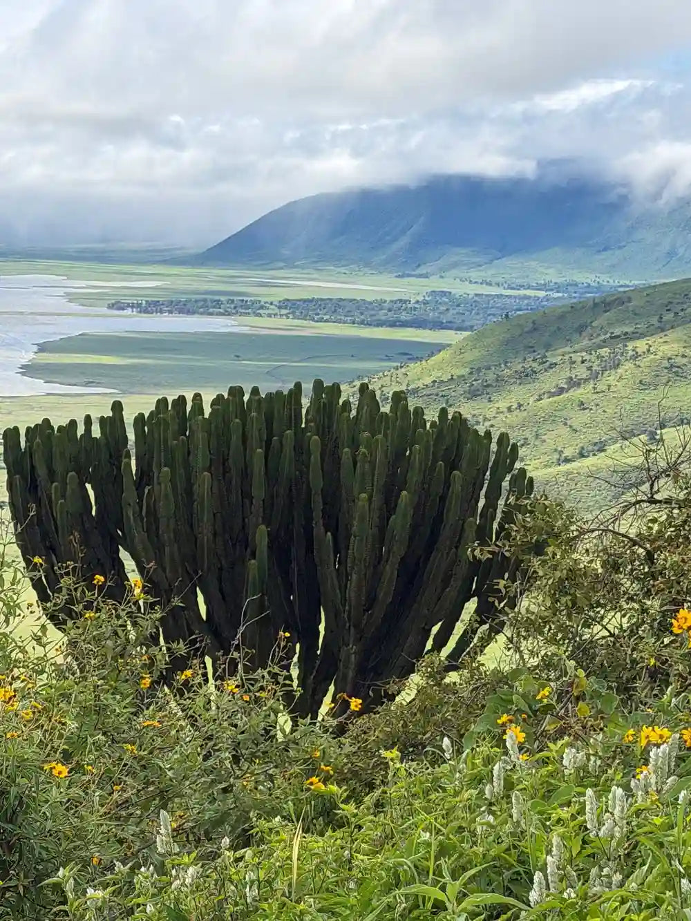 From Arusha: Excursão de safari compartilhada de um dia à Cratera de Ngorongoro com almoço