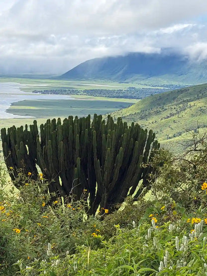 From Arusha: Excursão de safari compartilhada de um dia à Cratera de Ngorongoro com almoço
