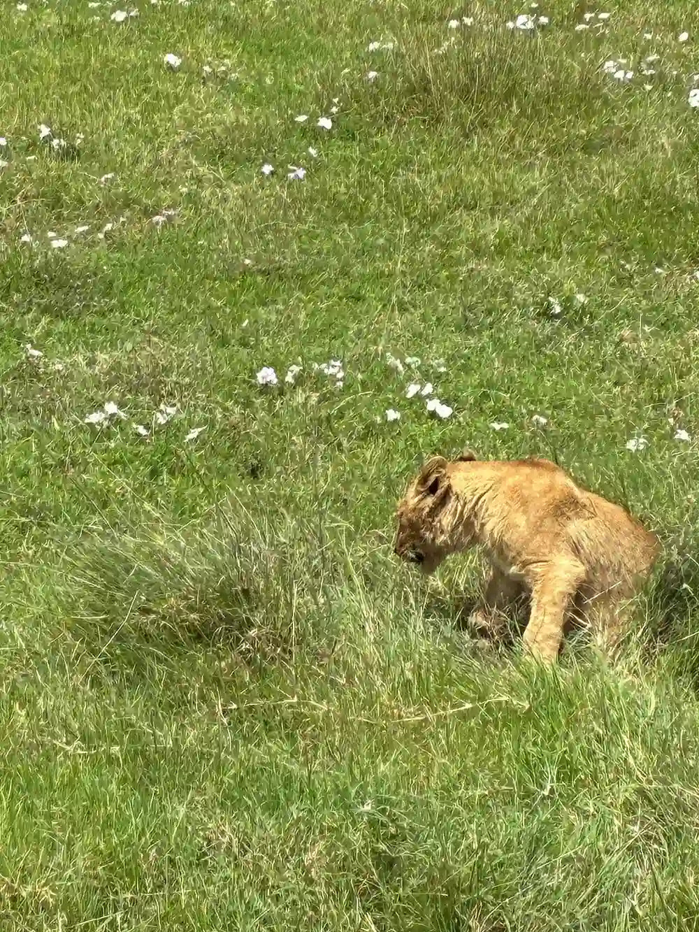 From Arusha: Excursão de safari compartilhada de um dia à Cratera de Ngorongoro com almoço