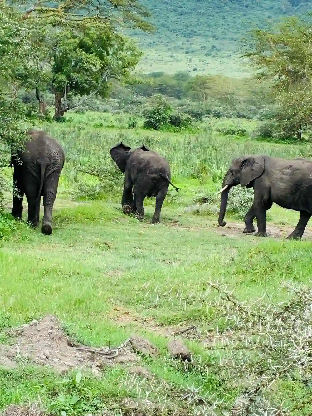 From Arusha: Excursão de safari compartilhada de um dia à Cratera de Ngorongoro com almoço