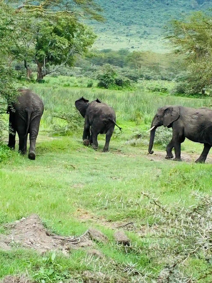 From Arusha: Excursão de safari compartilhada de um dia à Cratera de Ngorongoro com almoço
